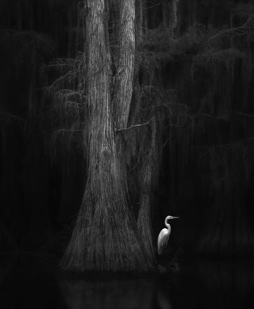 Adv Mono_2nd_Catherine Wang_Caddo Lake 2