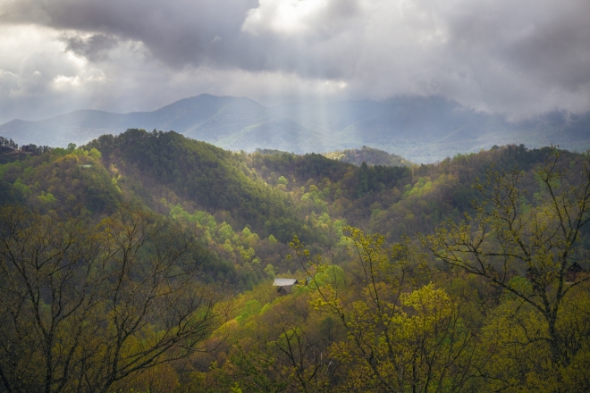 Adv Color_HM_Art-Rose_Tennessee-Hills