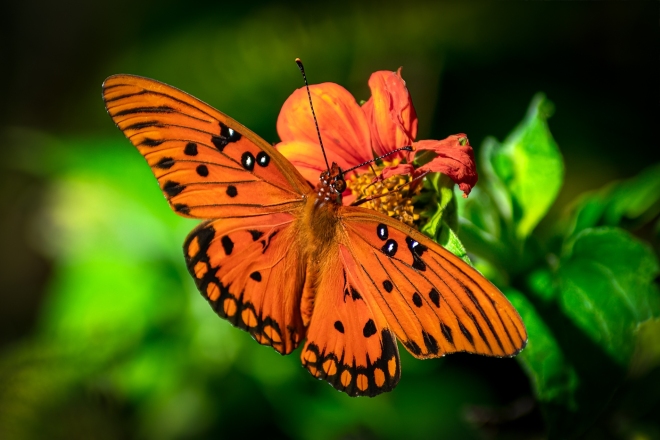 Nov Color_2nd_Susan Blalock_Gulf Fritillary