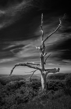 Adv Mono_3rd_Clark-Barker_Last-Stand