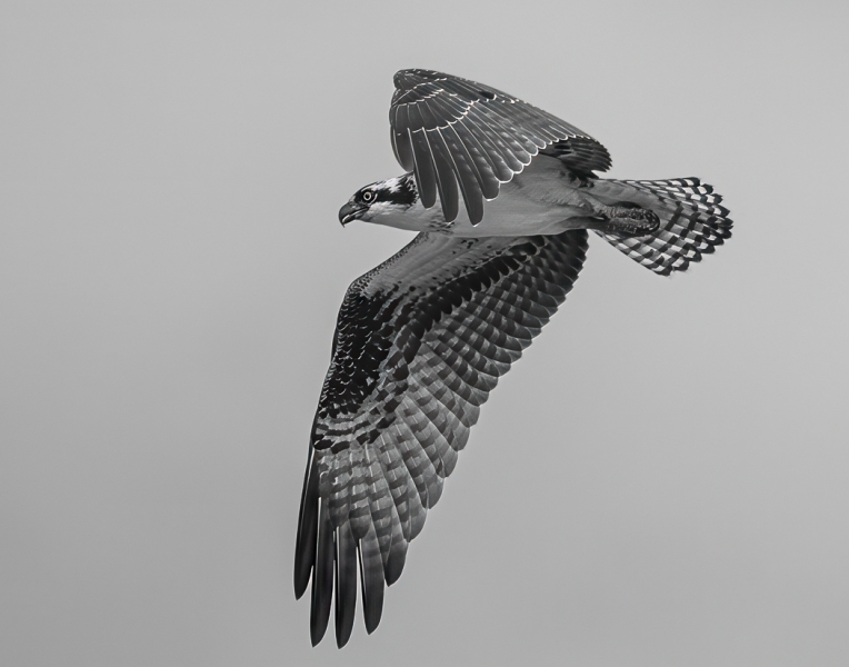 Nov Mono_HM_Bill Kang_Meadowlark Osprey