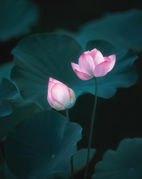 Prints_Adv Color_3rd_Catherine Wang_Summer Glow
