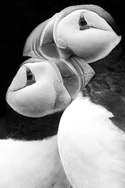 Prints_Adv Mono_2nd_Thien Nguyen_Lovers Hug