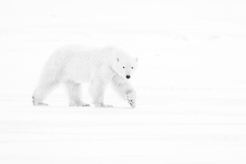Prints_Adv Mono_HM_Eva Lanyi Polar Bear Greeting