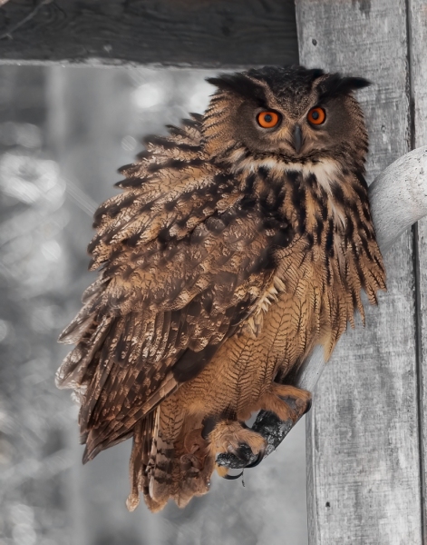 Prints_Nov_2nd_Bill Kang_Hootie Owl