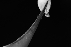 Adv Mono_HM_Kimxuan Nguyen_Hanging On