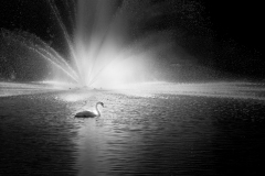 Adv Mono_HM_Michael Mcconnell Mannix_Swan In The Silver Light