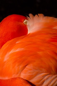 Judy McGuire - Flamingo, National Zoo, DC