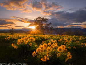 Meadow Gold