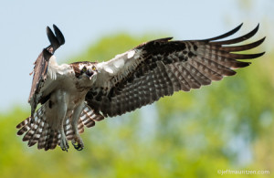 Jeff Mauritzen - Image of an osprey bird photographed in the wild