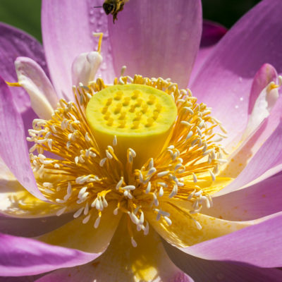 July 5th, 2014 – NVPS Field trip to Kenilworth Aquatic Gardens – Washington DC