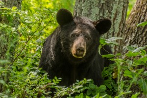 Black Bear, Shenandoah NP, VA