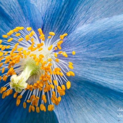 John Eppler Image to Appear in NANPA Currents