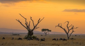 Bill Von Holle - Amboseli Sunset