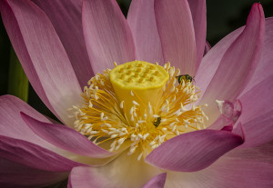 Patricia Deege - Lotus with Visitors