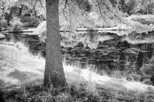 Patricia Deege - Meadowlark Lake Shore