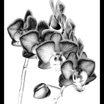 Mono_1st_Georgette Grossman_Orchid Etchings