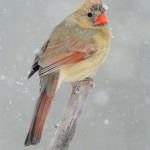 Cardinal in Snow by Bill Corbett - NVPS