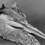 Scruffy Heron in the Wind by Bill Corbett - NVPS-1