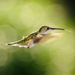 Summer Hummer 2015 by Bill Corbett - NVPS