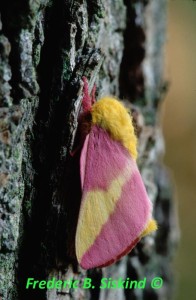 BU760 Rosy maple moth, guilfoyle700 Huntley Meadows Park copy