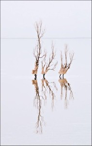 Willa Friedman-Dead Sea Reflection