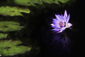 Class1_1st_Kieulan Nguyen_Waterlily