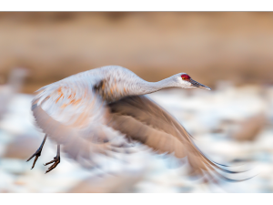 Color3_1st_Sandhill over Snowies_Stan Bysshe copy