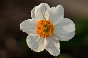 Marty's Daffodil