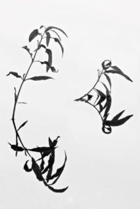 Chinese Calligraphy - Willa Friedman