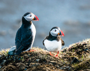 Two Puffins