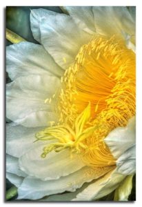 Dragonfruit Flower - Melanie Marts