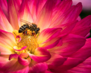 Willa Siegel - Busy Bee