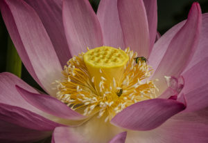 Lotus with Visitors.