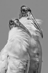 Stan Mercer Bysshe - Meet the Storks