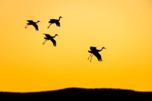 nikhil-bahl-bird-silhouettes