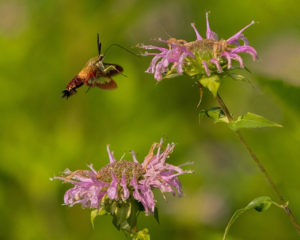 1_laurie-kuyk_hummingbird-moth