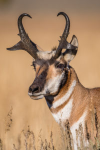 1_stanbysshe_pronghorn_portrait