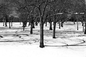 trees-in-the-snow