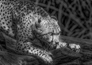 Kacy Turner – Cheetah (National Zoo)