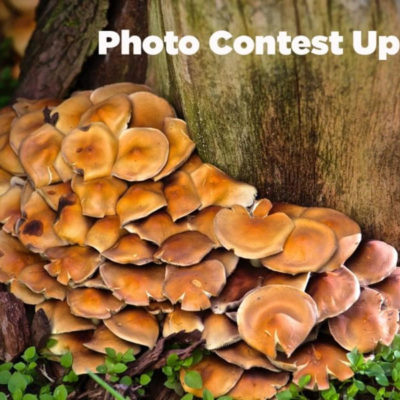 January 11, 2020 to January 20, 2020 – Member News: Member is a finalist in The Northern Virginia Conservation Trust’s 2019 Nearby Nature Contest
