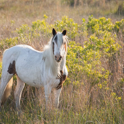 August 2021: Valerie and Ed Short each have images selected for inclusion in the 2022 Horses of Assateague calendar