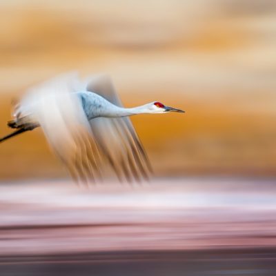 November 12 2021: Stan Bysshe’s Image won first place in the 2021 BirdWatching Birds in Flight photo contest!