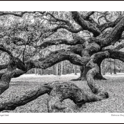 January 11, 2022: Patricia Deege’s Image “Angel Oak” Receives a 2nd in the Vienna Arts Society “Turning a New Leaf” Exhibit