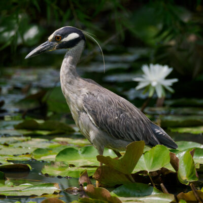 Congratulations to Anita Feidler for 3rd Place in the Garden Creatures Category of Washington Gardener Magazine’s 2025 Photo Contest