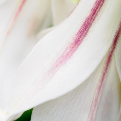 Congratulations to Anita Feidler and Georgette Grossman on Their Respective Awards